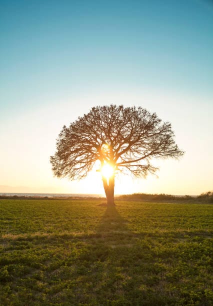 Lonely Tree and sunset